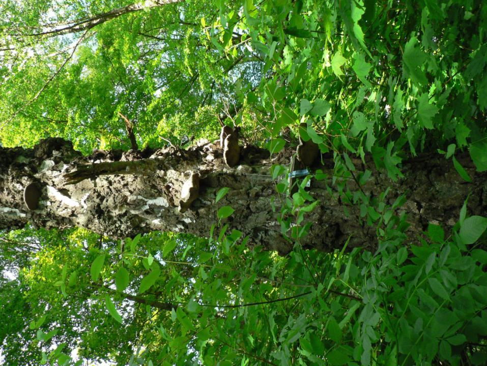 Bildexempel på provtagna träd Träd nr 2 Döende, mycket grov ek i parken vid golfbanan Träd