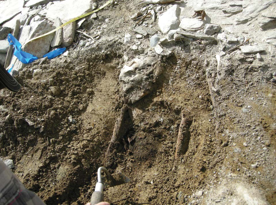 NORRBOTTENS MUSEUM DNR 258-2012 De ytligaste liggande benen tillvaratogs från en kontext som tolkades som tre gravar (Grav XXVI XXVIII, bilaga 2). Minst två gravar ligger kvar delvis intakta.