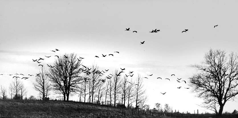 Att följa sin längtan Flyttfåglarna bryter upp och följer sin längtan, som leder dem hela den långa färden.