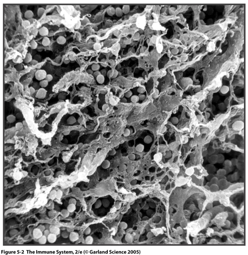 Till skillnaden från B-celler, migrerar T cells prekursorer (T cell precursors) till brässen (thymus) där de rearrangerar T-cellsreceptor generna och fullbordar sin mognad.