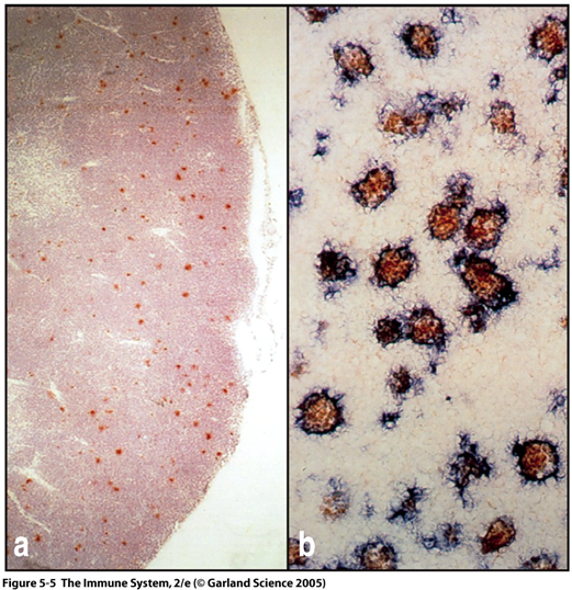 Cellular organization of the thymus Proliferation. Differentiation, gene rearrangements. Positive (MHC restriction) and negative selection (self tolerance).