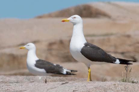 grågås Anser anser vitkindad gås Branta leucopsis kricka Anas crecca havssula Morus bassanus toppskarv