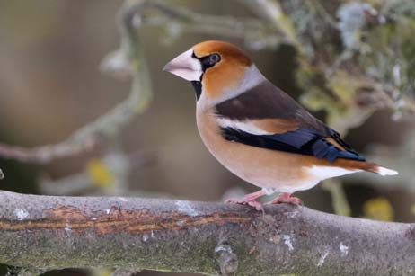 buskskätta Saxiola rubetra stenskvätta Oenanthe oenanthe lövsångare Phylloscopus trochilus