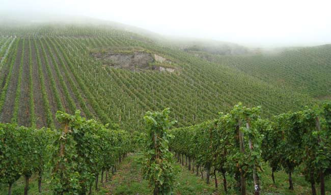 Michael Schäfer TYSKLAND V5305 Silvaner Classic 2009 09 12 st 62,00 V5306 Weiss Burgunder Auslese Trocken 02 12 st 98,00 V5307 Johannisberg Scheurebe Spätlese 06 12 st 89,00 V5308 Schlosskapelle