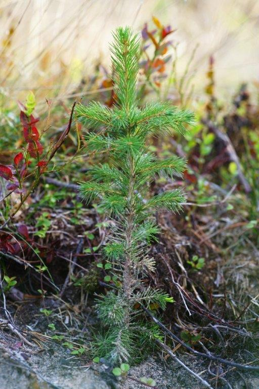 Resultat av storskaligt försök med mekaniska plantskydd mot snytbagge efter tre år,