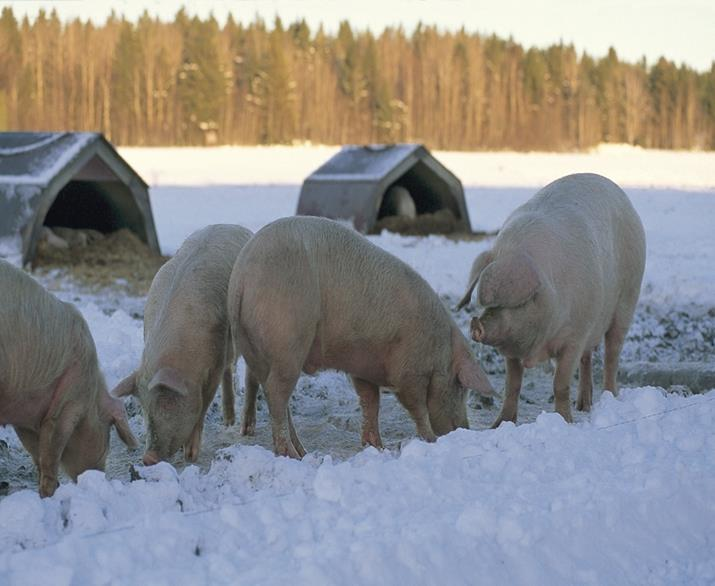 SVA (VÅR TOLKNING): Vi ska utgå från vår verksamhet: 1.