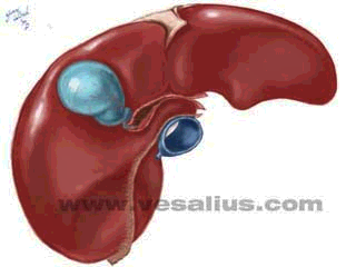 Farmakokinetik n Distribution Fett ECW BCM n Metabolism