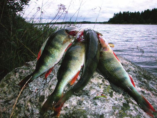 Nordanstigs kommun Tips vid pimpelfiske efter regnbåge: Du kan använda både vertikalpirk och balanspirk. Pimpelspöet ska vara av kraftigare typ än vid pimpelfiske efter abborre.