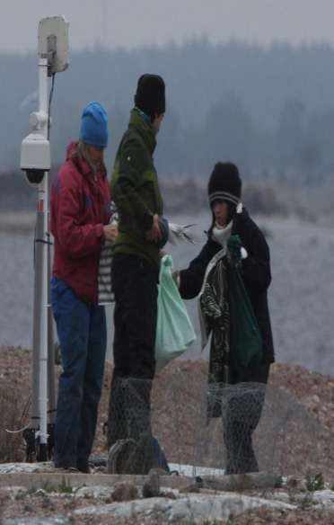 2013 Satellitmärkning silltrut Sju vuxna silltrutar förses med sändare vid Stenarna i Björn skärgård Åtminstone fem ev. sex av dem lyckas med häckningen.