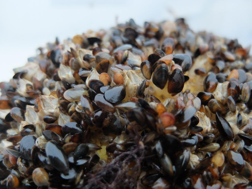 Förutsättningar för odling av blåmusslor (Mytilus edulis) längs Skånes kust.