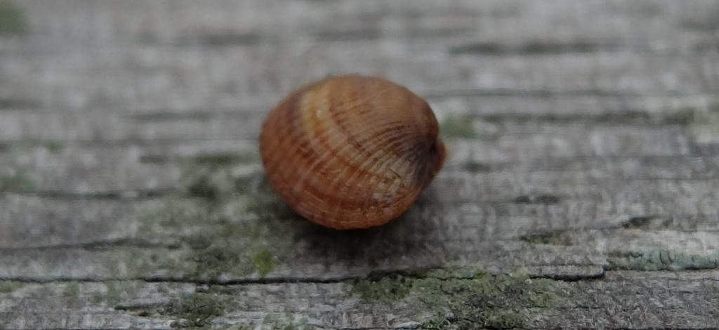 Figur 6. Hjärtmussla (Cerastoderma sp.), cirka 5 mm stor, från provriggarna vid Malmö.