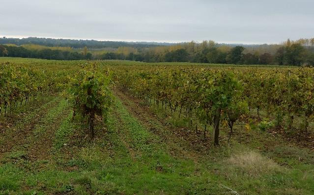 Via Podiensis, lectoure Aire sur l Adour, 7 nätter 3(6) vidare tillsammans mot Santiago de Compostela. Det finns både butiker och barer i Manciet om du vill stanna för lunch.