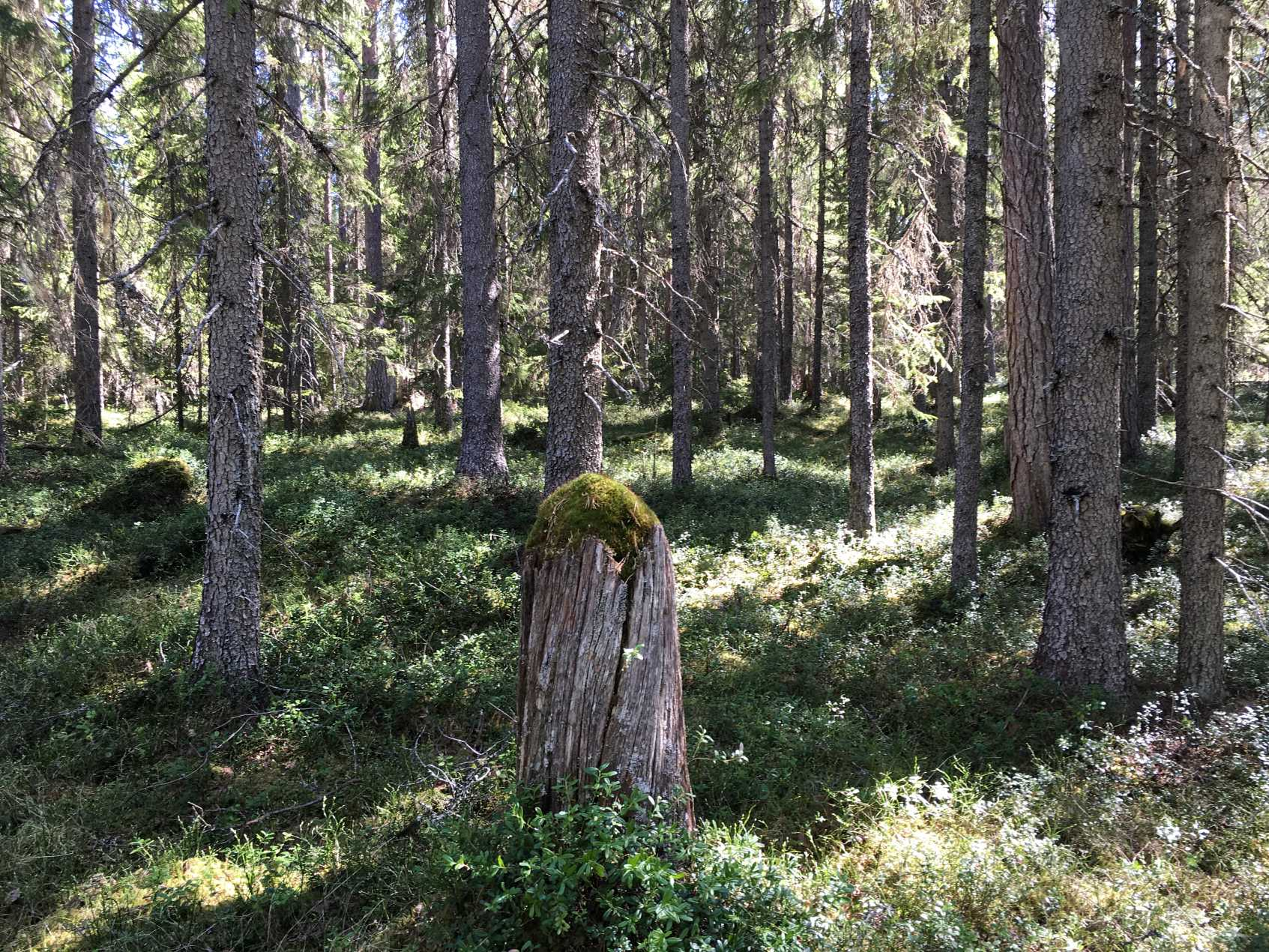 Skog i norra Jämtland