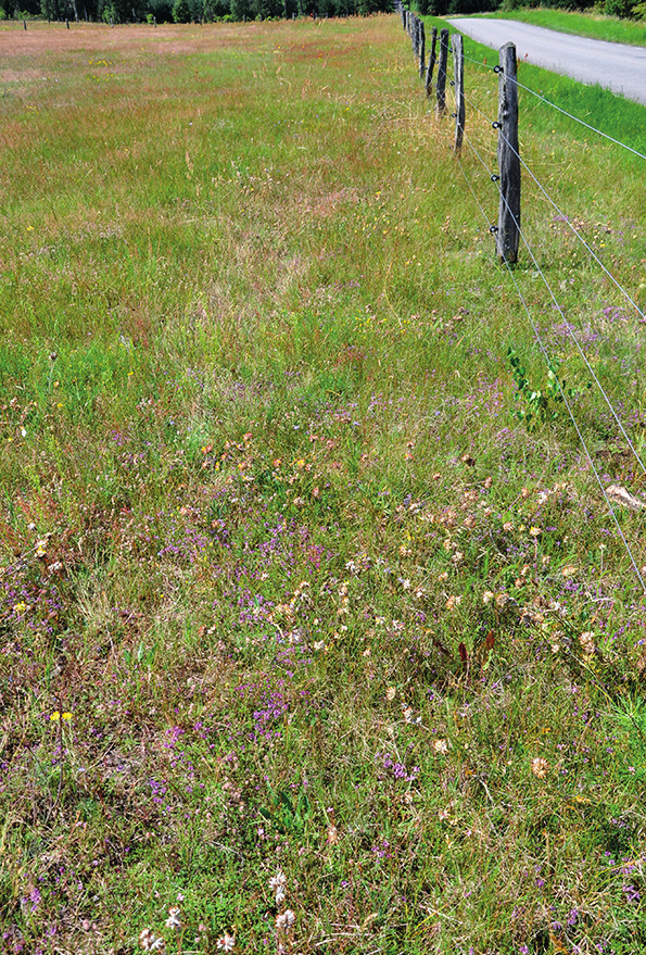 Åtgärder och resultat 2008 Det stod alltså klart när åtgärdsprogrammet var färdigt att det inte längre fanns några plantor av sandnörel.