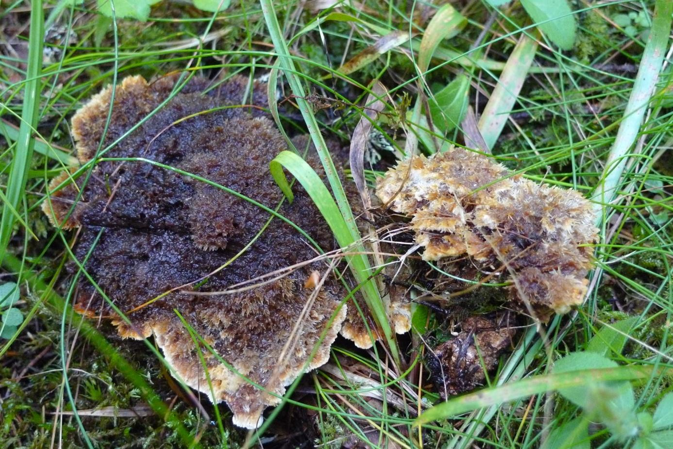 Björksnaret skyddsvärd natur En presentation av naturvärdena vid Björksnaret och Björksnarsravinen, Ramnäs f:g, Surahammars kommun.