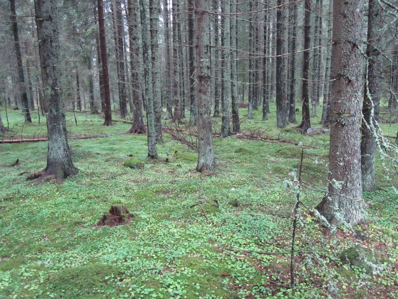 Områdesbeskrivning Området är beläget ca 6 km väster om Seglingsberg, mellan Målsjövägen i söder och väg 66 i norr. Kulturspår finns i form av ruiner efter torpet Björksnaret.