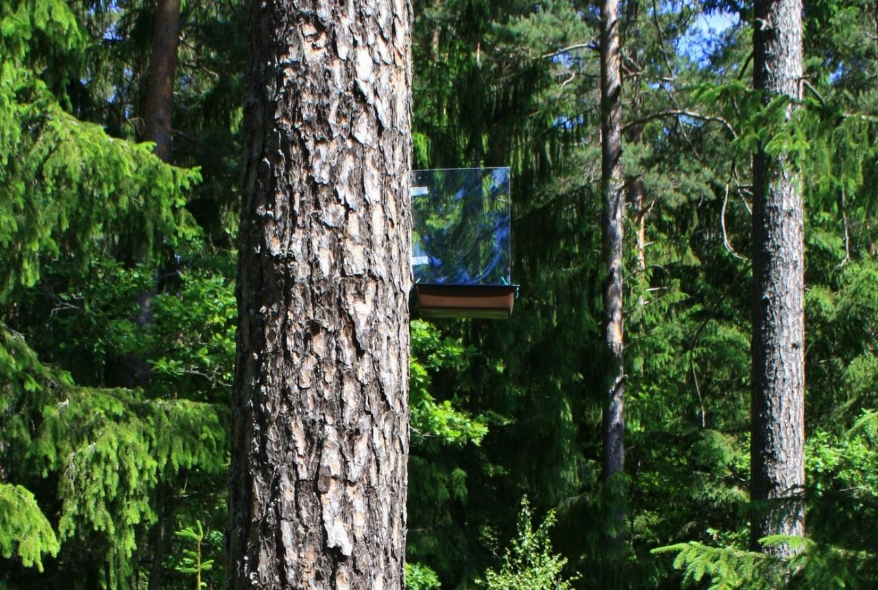 Metod Den 15/6 2016 sattes tolv fönsterfällor upp fördelade på de fem områdena i Eskilstuna, figur 1.