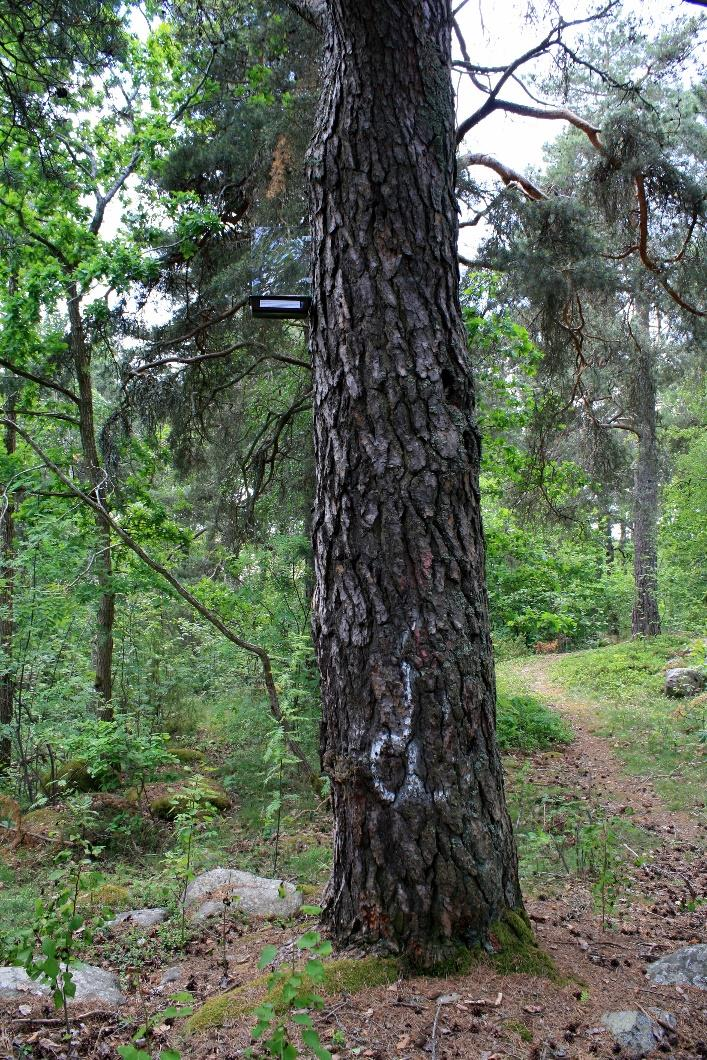 Skogsängen Undanskymd skogsdunge i en brant intill bebyggelse, figur 4. Trädskiktet utgörs av medelgrova tallar och visst yngre lövinslag, död ved finns i viss omfattning.