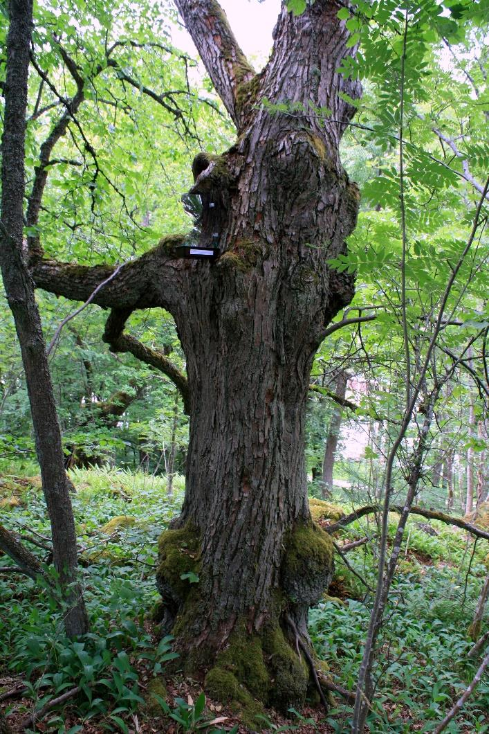 Figur 9. Ek vid Parken Zoo med stamhålighet och bålgetingbo. På detta träd insamlades bl.a. Euryusa sinuata (VU) och Gnathoncus nidorum (NT). Figur 10. Lind med stamhål. I fällan fångades bl.a. Eucnemis capucina (VU) och ädelguldbagge, Gnorimus nobilis (NT).