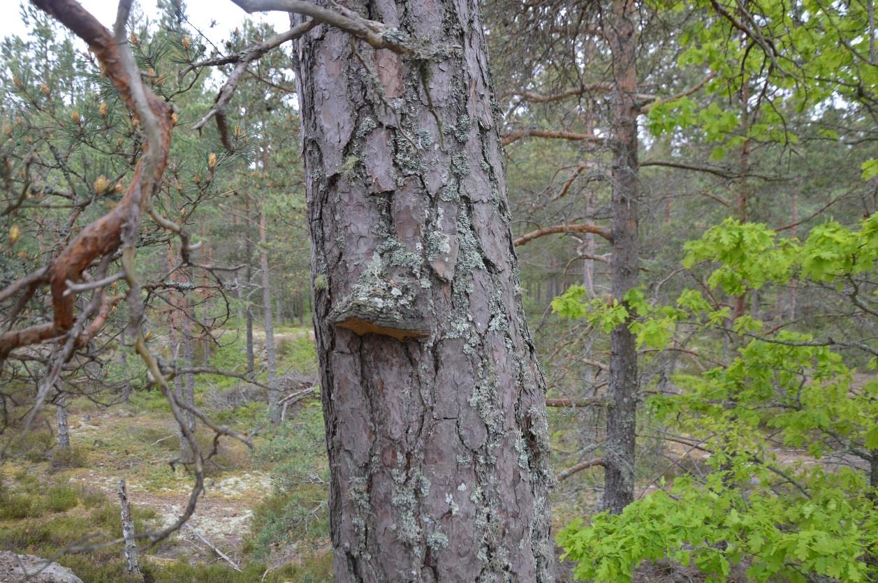 Bilaga 1. Beskrivningar av naturvärdesobjekt Här nedan beskrivs de naturvärdesobjekt som har identifierats under inventeringen.