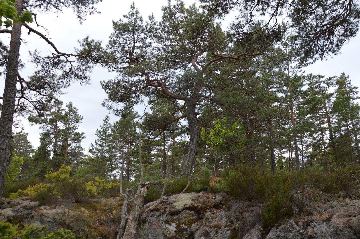 2. Tallskog Areal: 2,2 Ha Tidigare inventering: - Biotopvärde: Högt Prel. artvärde: Påtagligt Naturvårdsarter: Tallticka (NT) Prel.