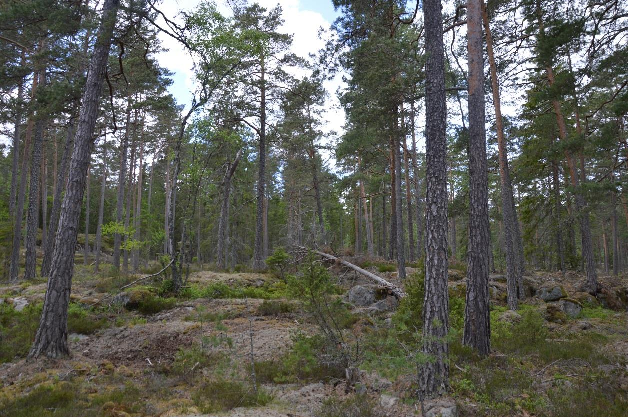 5. Tallsumpskog Areal: 1,0 Ha Tidigare inventering: Biotopvärde: Påtagligt Prel. artvärde: Obetydligt Naturvårdsarter: - Prel.