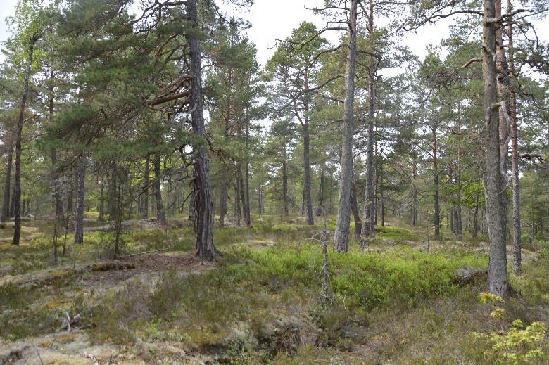 6. Tallskog Areal: 5,3 Ha Tidigare inventering: Artportalenutdrag visar två fynd av tallticka. Biotopvärde: Högt Prel. artvärde: Påtagligt Naturvårdsarter: Tallticka (NT) Prel.