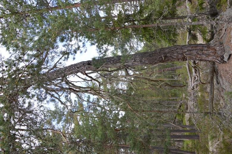 8. Tallskog Areal: 4,7 Ha Tidigare inventering: - Biotopvärde: Påtagligt Prel. artvärde: Påtagligt Naturvårdsarter: Tallticka (NT) Prel.