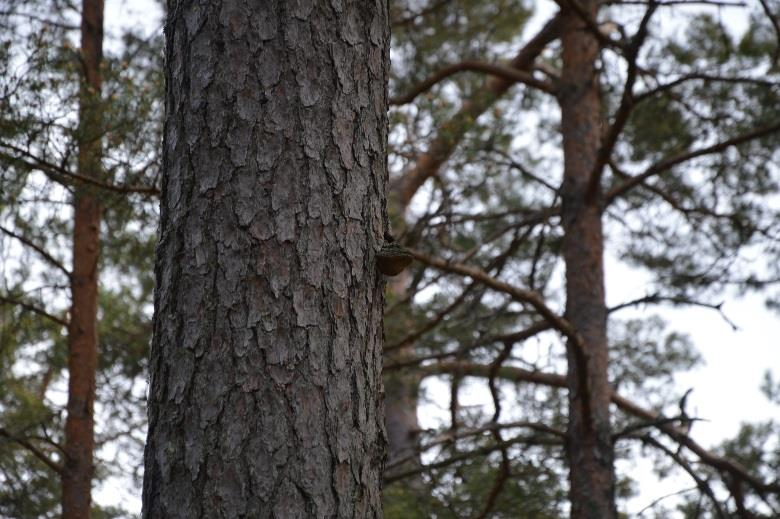 9. Tallskog Areal: 0,1 Ha Tidigare inventering: - Biotopvärde: Visst Prel. artvärde: Visst Naturvårdsarter: Tallticka (NT) Prel.