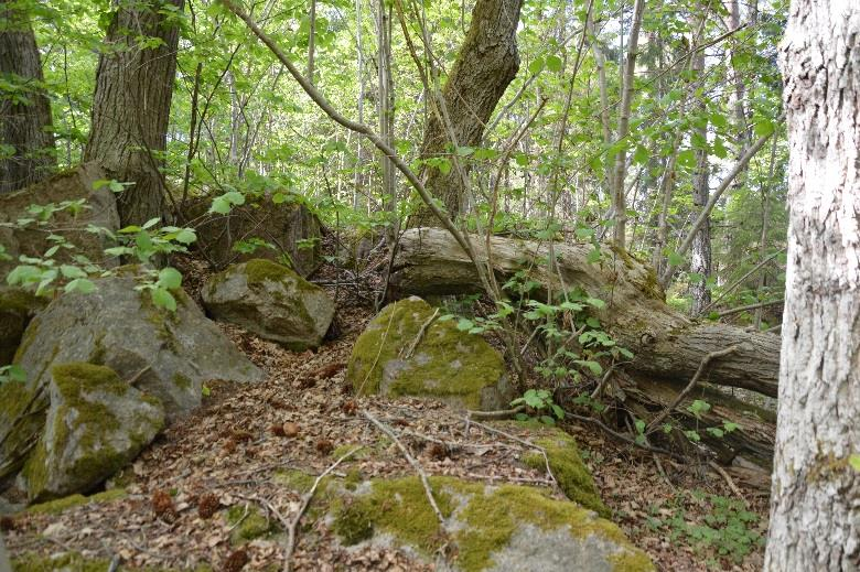 11. Blandskog Areal: 1,1 Ha Tidigare inventering: Nyckelbiotop Biotopvärde: Visst Prel. artvärde: Visst Naturvårdsarter: Tandrot Prel.