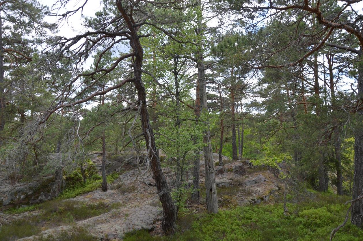 12. Tallskog Areal: 2,5 Ha Tidigare inventering: Nyckelbiotop Biotopvärde: Högt Prel. artvärde: Obetydligt Naturvårdsarter: - Prel.