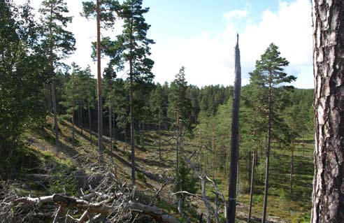 10. Åslandskap Riktningen i denna landskapstyp följer åsens rygg, en väldig urbergsrygg som når 300 meters höjd i söder.