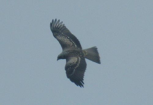 Brun glada Milvus migrans** (143, 10) 1 ad str V Fäholmen 5.4 (Bert Pettersson). 1 ex Pengaberget 20.4 (Tommy Petersson). 1 ex Lösens kyrka 22.5 (Olof Persson). 1 ad Stensnäs våtmark 3.