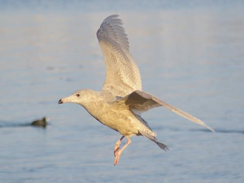 Vittrut Larus hyperboreus (117, 1) 1 1K Saltö 27.11-31.12 (Hans Karlsson, Linus Almqvist, Fredrik Lennartsson m.fl.). En ytterst stationär och välbeskådad individ.