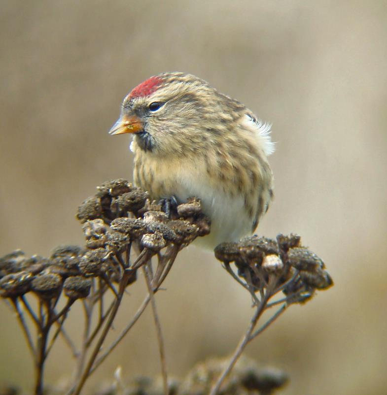 Steglits Carduelis carduelis Säkra häckningar: 2 ex pulli Elleholm 14.6 (Thomas Nilsson). 6 1K Västra Vång 13.8 (Dan Hammarlund). Övriga fynd i häckningstid (1.5-21.