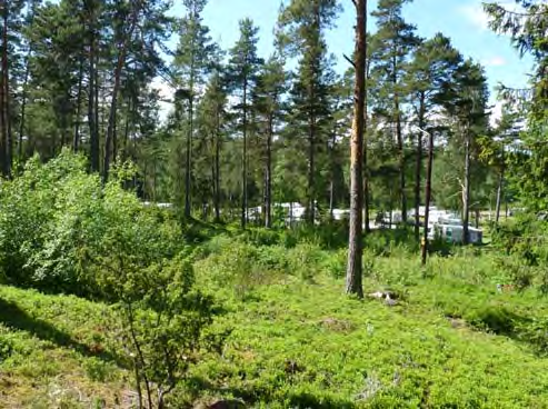 sid 4 (4) Område 4 Område 4 är ett kuperat område med tall på hällmark. Enstaka grova tallar finns i området och bör bli sparade. Terrängen är frekvent använd och inga arter av högt naturvärde finns.