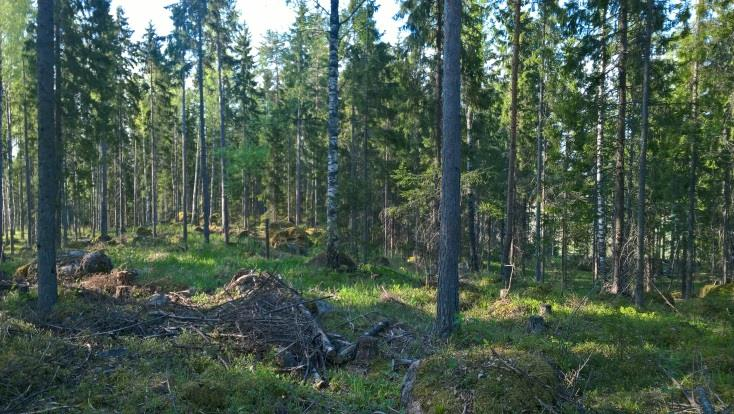 8 BILAGA 2. Beskrivning av vegetation och naturtyper på byggområdena i Gammelby vindkraftspark.