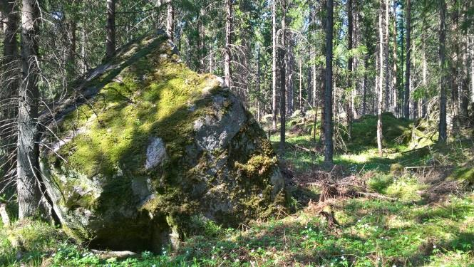 9 tationstypen i lundartad (OMT) mo och ytterligare intill väglinjen lund av harsyra-ekorrbärstyp (OMaT).