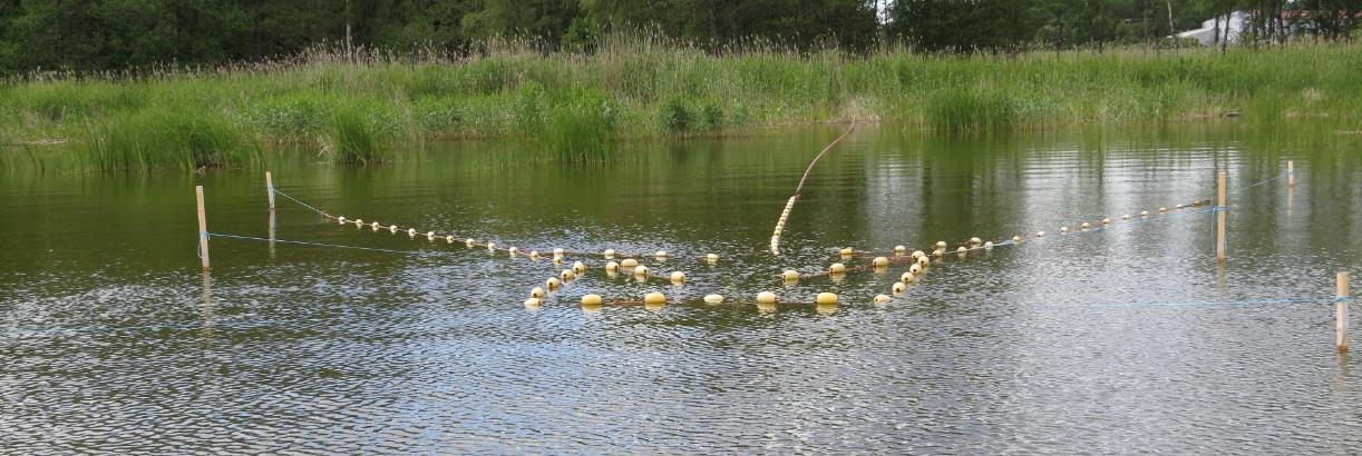 4.7.2 År 2011 Säsongen 2011 gav som väntat betydligt mindre fisk, trots något längre fiskesäsong i båda ändar. Det fångades och togs bort 14 ton vitfisk. 8 ton rovfisk fångades, men returnerades.