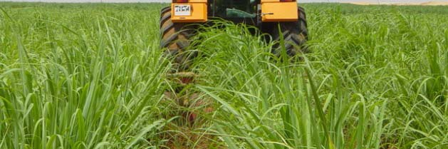 Dagana/CSS Senegal- biomassa Afrika är nästa tillväxtmarknads för klimatkompensationsprojekt.