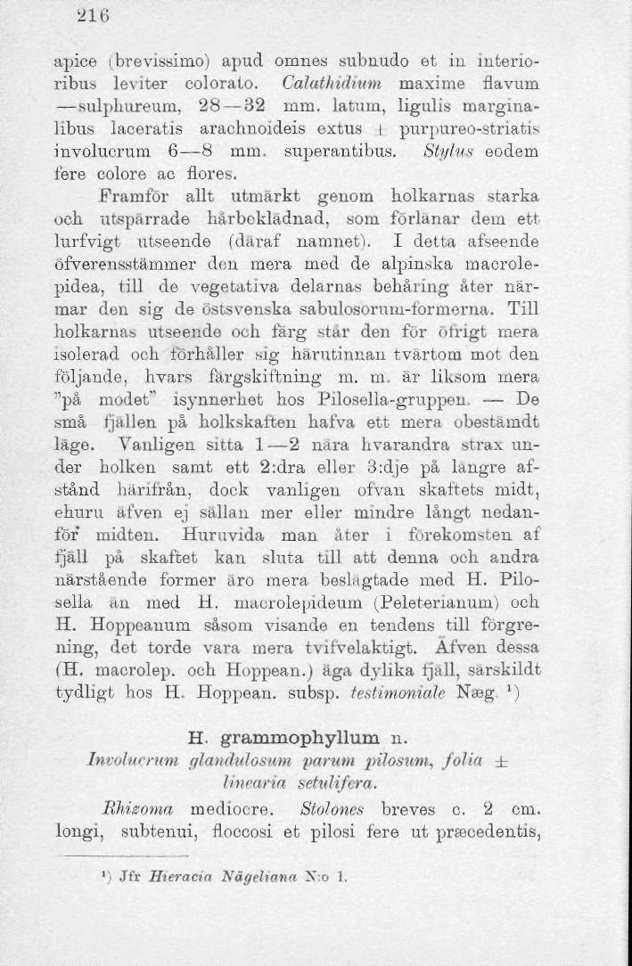 216 apice i brevissimo) aptid omnes subnudo et iu interioribus leviter colorato. Calatlndium maxime flavum sulphureum, 28 82 mm.