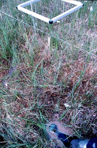 Fig Gk11-1 Det kilformade mörka fält som går in mot kärret vid R1 enligt ortofotot markerar skogskanten vid R1 enligt fotot till höger med en noggrannhet på ca 1 meter.
