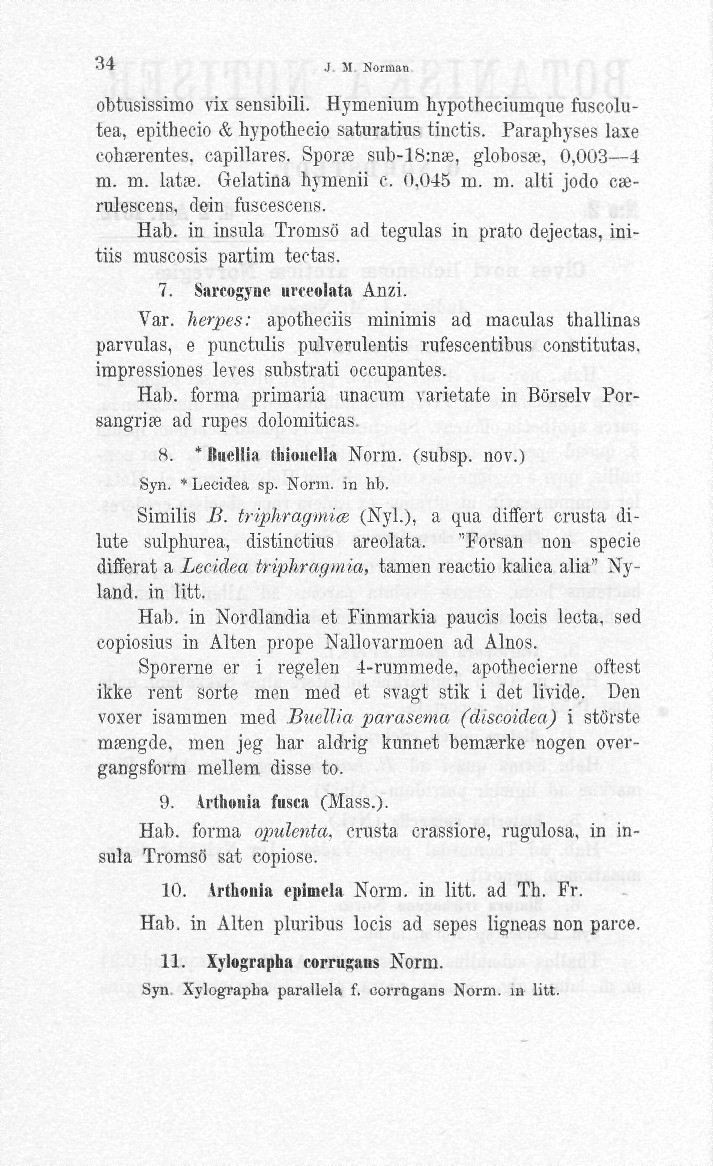 34 J. M Norman obtusissimo vix sensibili. Hymenium hypotheciumque fuscolutea, epithecio & hypothecio saturatius tinctis. Paraphyses laxe cohserentes. capillares. Spora; sub-löins, globosa?, 0,003 4 m.