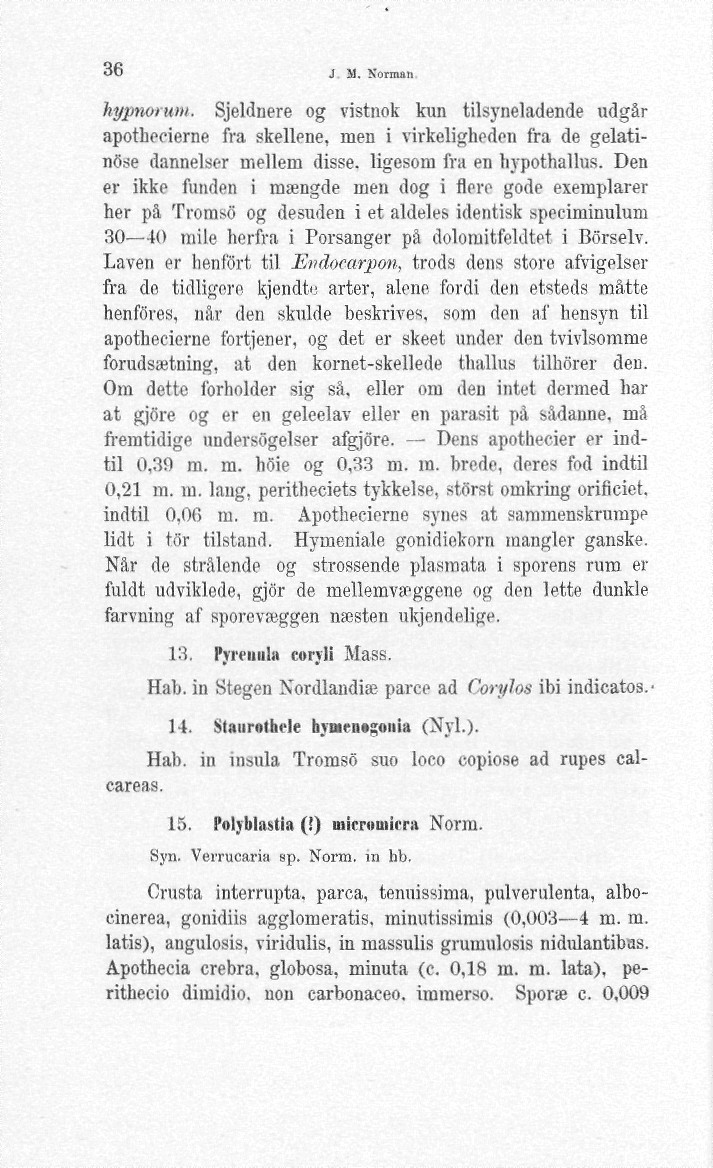 36 J 51. Xorman hypnoiwn. Sjeldnere og vistnok kun tilsyneladende udgår apothooierne fra skellene, men i virkeligheden fra de gelatinöse dannelsc-r mellem disse. ligesora fra en liypothallus.