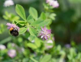 Biodiversitetsprojekt 2015 Bekräftad biologisk bekämpning Blomflugelarv på bladlöss kål, Södertälje Gallmyggelarv (Feltiella?