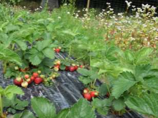 Åtgärder för att gynna nyttodjur Det här provar odlarna: Ettåriga och fleråriga blomsterremsor, bottengrödor, fångstgrödor, nektarväxter i växthus, vägkantsflora, skalbaggsås, humlebon, kupor för