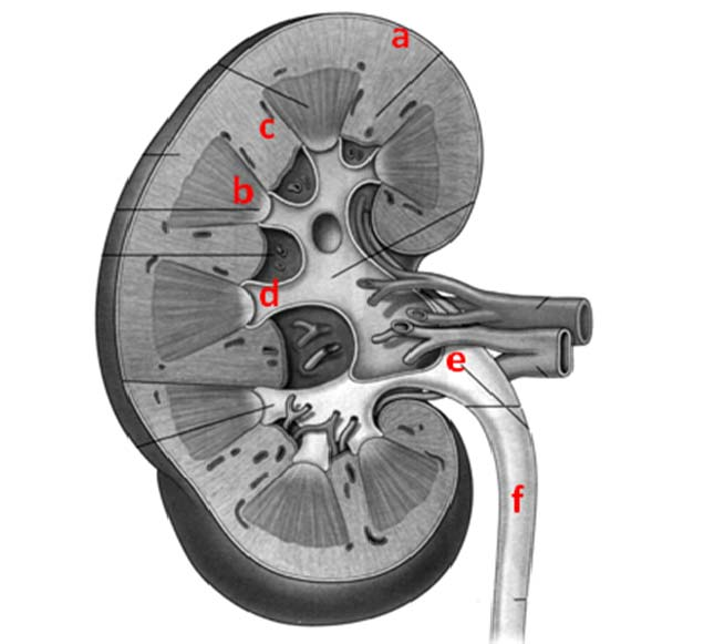 27. Var återfinns: a) m. sphincter urethrae (external utethral sphincter)? 0.5p diaphragma urogenitale b) m. sphincter vesicae (internal urethral sphincter)? 0.5p cervix of vesica urinaria (formed by m.