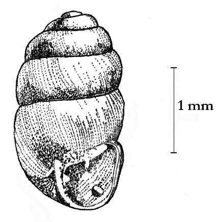 Columella aspera Waldén Sträv skruvsnäcka. 1 lokal: BB8. En karaktärsart för oligo- och mesotrofa barr- och blandskogar. Påträffas ofta uppkrupen på bärris, varav den livnär sig.