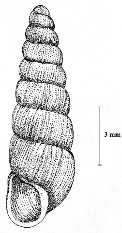 Clausilia bidentata (Ström) Strimspolsnäcka. 8 lokaler: GS2, GS3, GS4, GS5, GS6, A, BB1, BB8. Arten förekommer i skogsbiotoper av alla slag, även i tämligen fattiga barrskogar.