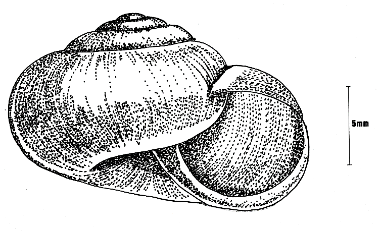 Nesovitrea hammonis (Ström) Strimglanssnäcka. 10 lokaler: GS1, GS2, GS3, GS4, GS5, GS6, A, BB2, BB5, BB8. Förekommer i alla typer av biotoper, såväl i skogar som på öppen mark, även i kärr.